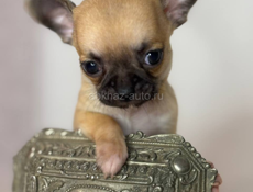 Чихуахуа щенок 🐶 