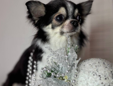 Чихуахуа РКФ 🏆