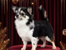 Чихуахуа РКФ 🏆