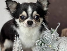 Чихуахуа РКФ 🏆