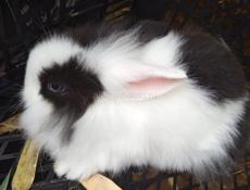 Карликовые кролики.