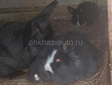 Кролики все вместе