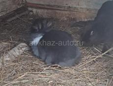 Кролики все вместе