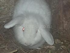 Кролики все вместе