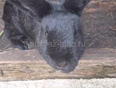 Кролики все вместе