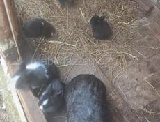 Кролики все вместе