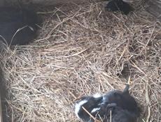 Кролики все вместе