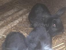 Кролики все вместе