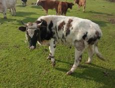 Продаётся бык 120 130 килограмм 