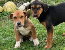 В добрые руки 