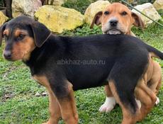 В добрые руки 