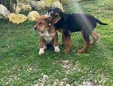 В добрые руки 