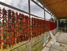 перец красный, зелённый сухой окола 100кг