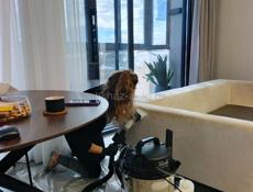 Химчистка мебели , Матрасов ,автомобиля 