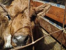 Продаётся теленок