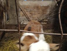 Продаю бычка