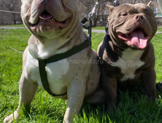 Американский булли 🇺🇸