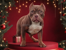 Американский булли 🇺🇸