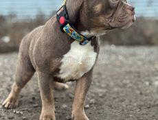 Американский булли 🇺🇸