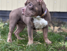 Американский булли 🇺🇸