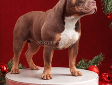 Американский булли 🇺🇸