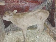 Продаётся бычок!!!