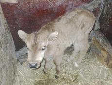 Продаётся бычок!!!