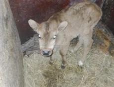 Продаётся бычок!!!