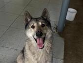 Ищи сучку писать в WhatsApp