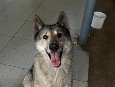 Ищи сучку писать в WhatsApp