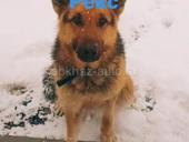 Отдам в добрые руки 