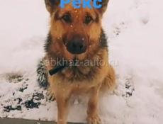 Отдам в добрые руки 