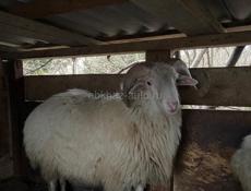 Продаются бараны 