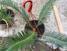 Продаю сановники 