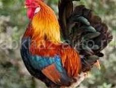 Продаю петухов