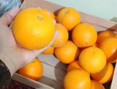 Апельсин писать ватцап