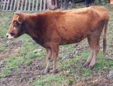 Продается корова