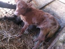 Продаются телята 