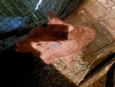 Продаются телята 