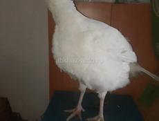 В продаже индюшки 