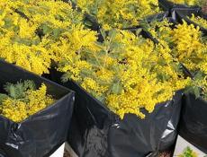 Нужна мимоза опт