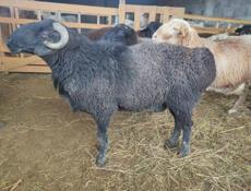 Продаются бараны