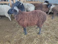 Продаются бараны