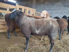 Продаются бараны
