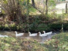 Срочно продам гусей.9.штук порода .Линда.белоснежные.4шт годовалые