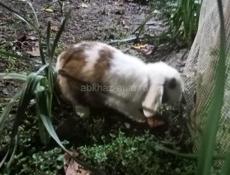 Декоративные кролики 