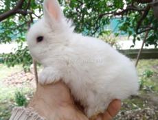 Декоративные кролики 