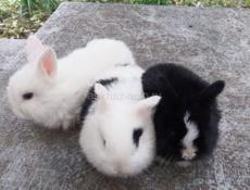 Декоративные кролики 