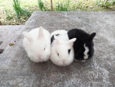 Декоративные кролики 