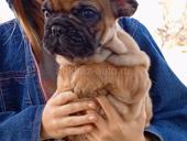 Французский бульдог